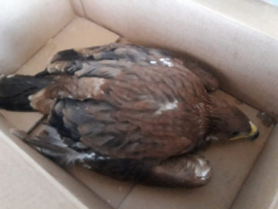 Rescatados 3 pollos de águila imperial en Herencia (Ciudad Real)