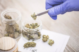 La legalización del cannabis acelera su uso diario y su impacto relacionados en la salud, según la ONU