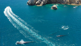 Embarcaciones de recreo hostigan a las ballenas en la costa de Xàbia y Dénia