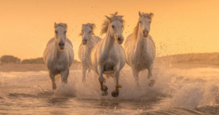 Estas poderosas fotos muestran la belleza salvaje de los caballos del sur de Francia