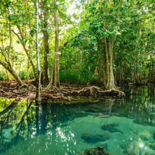 Manglar: Qué es, fauna y tipos de manglares