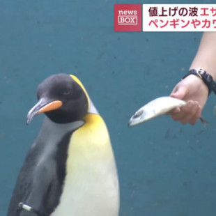 A los pingüinos señoritos de Hakone no les toques los borbones