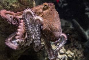 El origen de la gran inteligencia del pulpo, tras su parecido molecular con el cerebro humano