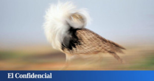 La reforma agrícola condena al pájaro volador más pesado del mundo: España es su bastión