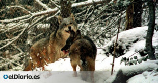 El Constitucional anula la ley de Castilla y León que permitía cazar lobos