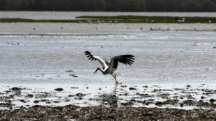 Bruselas expedienta de nuevo a España y amenaza con multa por no proteger Doñana