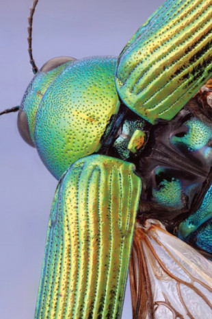 Primeros planos de insectos revelan su deslumbrante complejidad [ENG]