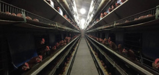 Un granjero de San Felices pierde 5.000 gallinas por el calor asfixiante del domingo