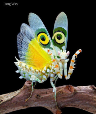 Fotografías de mantis muy bellas por Pang Way