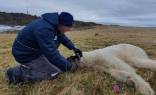 Veterinarios rusos salvan a osa polar que tenía una lata atorada en la boca