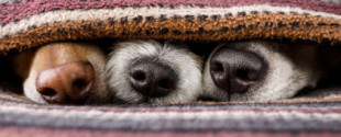 Los perros en realidad podrían 'ver' a través de los olores, sugieren escáneres cerebrales (ENG)