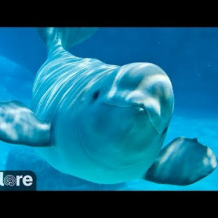 Mira a miles de ballenas beluga migrando en el Ártico