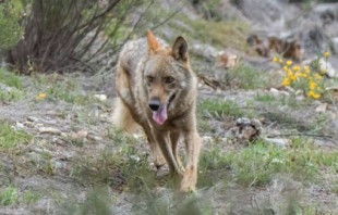 Un estudio del CSIC desaconseja la caza del lobo al ser “biológicamente imposible” que se descontrole su población