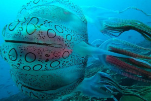 Un buzo se ha topado con una de las medusas más raras del mundo. Sólo ha sido fotografiada dos veces en la vida