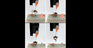 Fabrican robots a partir de arañas muertas