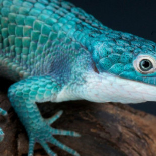 Dragoncito azul mexicano: el extravagante reptil que está en peligro de extinción