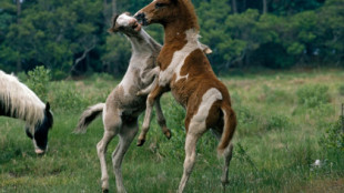 El pasado legendario de estos míticos ponis de origen español podría ser real