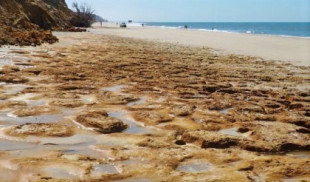 Las huellas neandertales de la playa de Matalascañas