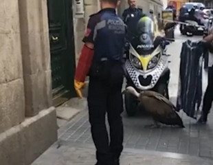 Rescatado un buitre desorientado y agotado en pleno centro de Madrid