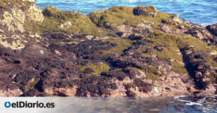 Algas como abono para retener el agua: Fuerteventura impulsa un proyecto piloto para luchar contra la desertificación