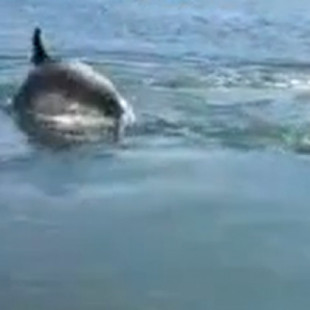 ¿Ha regresado el delfín Manoliño a la ría de Noia? Un perro y un delfín nadando y jugando juntos