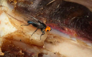 Tras 100 años de considerarse extintas, moscas ‘quebrantahuesos’ reaparecen en Francia