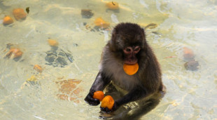 Estudio sugiere que los monos se masturban con rocas en su tiempo de ocio