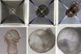 Sin óvulos, sin útero, sin esperma: la ciencia está un paso más cerca de reproducirnos sintéticamente