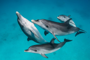 Los delfines tienen relaciones sexuales con sus rivales para evitar conflictos e instaurar la paz