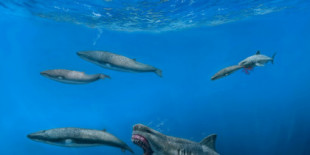 Nueva reconstrucción del letal megalodón: podría comer orcas enteras