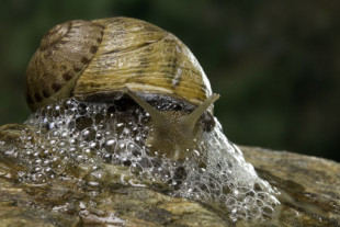 Los mocos, un éxito inevitable de la evolución