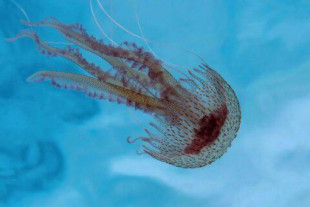 Investigadores descifran el genoma de la medusa 'inmortal' que podría servir para tratar enfermedades de envejecimiento en humanos