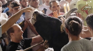 PACMA difunde un vídeo del sufrimiento de un toro embolado en Museros (Valencia) durante los festejos taurinos