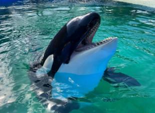 Lolita la orca podría ser liberada luego de 52 años en cautiverio