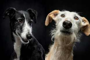 Perros de caza, galgos abandonados en España, fotos de Travis Patenaude [ENG]