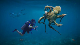 Pulpos, calamares y cangrejos pueden sentir lo que les hacemos