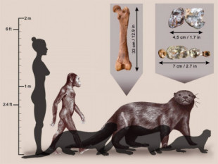 Nueva especie de nutria extinta tan grande como un león