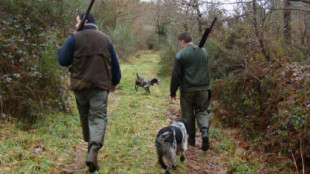 El PSOE registra una enmienda para evitar que la Ley de Bienestar Animal se aplique a los perros de caza