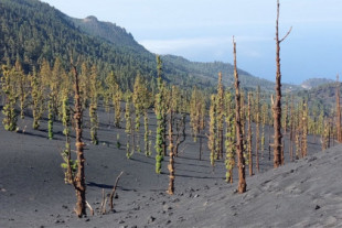 La velocidad de recuperación de la biodiversidad en La Palma sorprende a los científicos