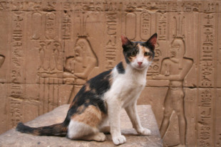 El cruel castigo para las personas que asesinaban gatos en el Antiguo Egipto