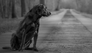 Día Mundial del Perro: ¿Qué siente un perro cuando lo abandonan?