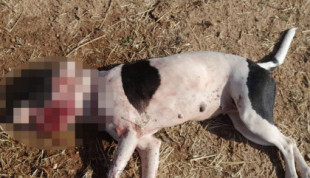 Crueldad sin límites en Zamora: matan a palos a una perrita