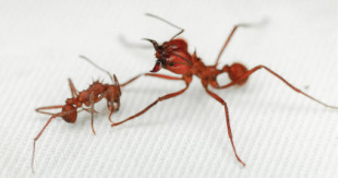 Esta hormiga tiene una coraza única