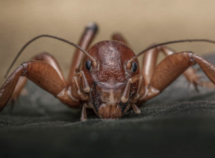 Cara de niño, el inocente insecto con apariencia temible