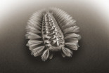 Un gusano acorazado de hace 518 millones de años revela la ascendencia de tres grandes grupos de animales