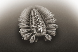 Un gusano acorazado de hace 518 millones de años revela la ascendencia de tres grandes grupos de animales