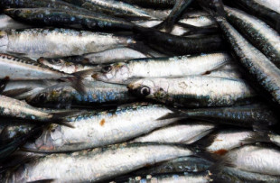 Sardina, boquerón, dorada y calamar, los pescados más seguros por sus bajos niveles de mercurio