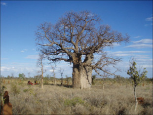 Encuentran en árboles boab de Australia tallas aborígenes que pueden tener cientos o miles de años de antigüedad