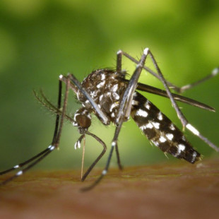 Expertos en plagas avisan de un otoño cargado de mosquitos y cucarachas por las últimas lluvias y las altas temperaturas