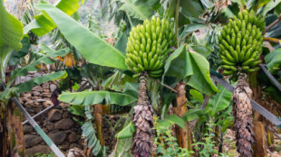 La compleja la domesticación del plátano: una historia de 7.000 años con misterios por resolver